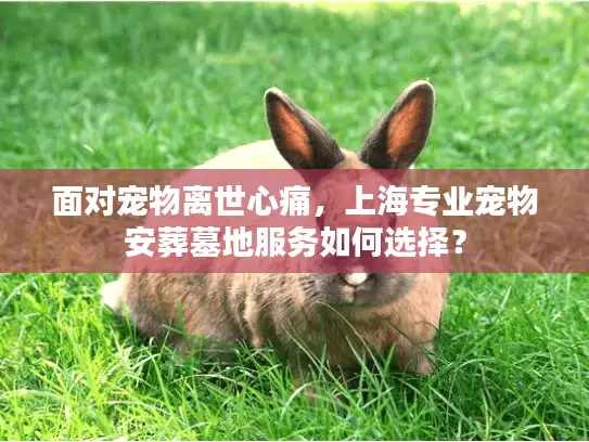 面对宠物离世心痛，上海专业宠物安葬墓地服务如何选择？