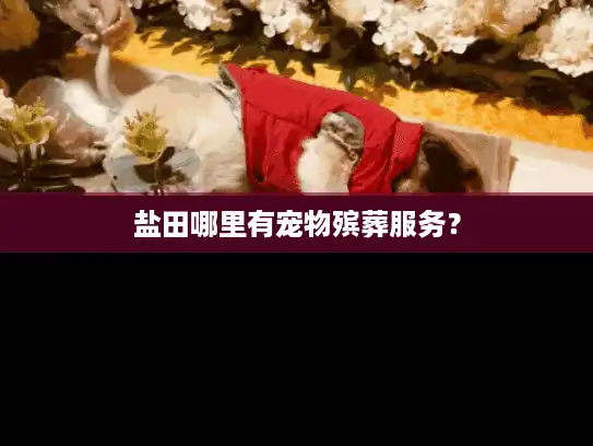 盐田哪里有宠物殡葬服务？
