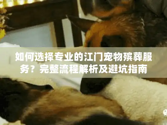 如何选择专业的江门宠物殡葬服务？完整流程解析及避坑指南