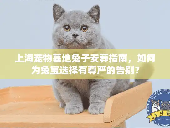 上海宠物墓地兔子安葬指南，如何为兔宝选择有尊严的告别？