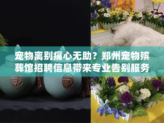 宠物离别痛心无助？郑州宠物殡葬馆招聘信息带来专业告别服务