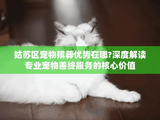 姑苏区宠物殡葬优势在哪?深度解读专业宠物善终服务的核心价值