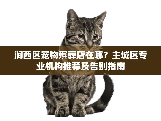 涧西区宠物殡葬店在哪？主城区专业机构推荐及告别指南