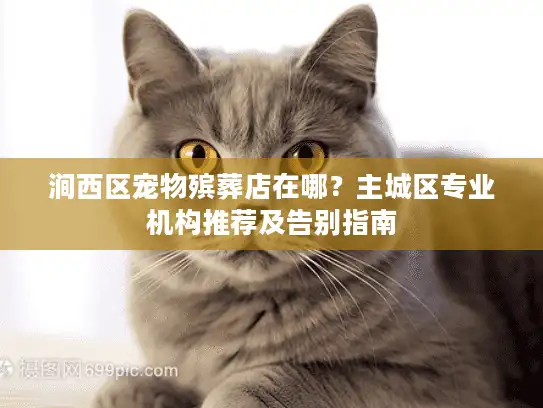 涧西区宠物殡葬店在哪？主城区专业机构推荐及告别指南