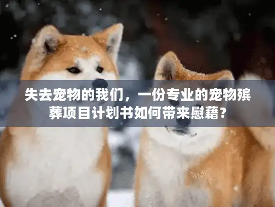 失去宠物的我们，一份专业的宠物殡葬项目计划书如何带来慰藉？