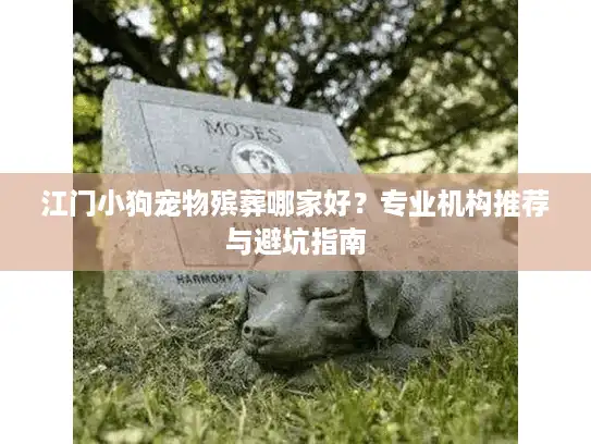 江门小狗宠物殡葬哪家好？专业机构推荐与避坑指南