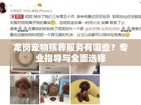 龙岗宠物殡葬服务有哪些？专业指导与全面选择