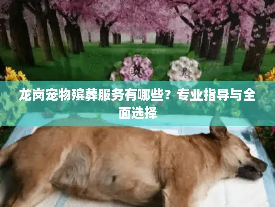 龙岗宠物殡葬服务有哪些？专业指导与全面选择