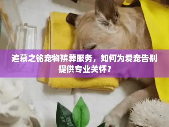追慕之铭宠物殡葬服务，如何为爱宠告别提供专业关怀？