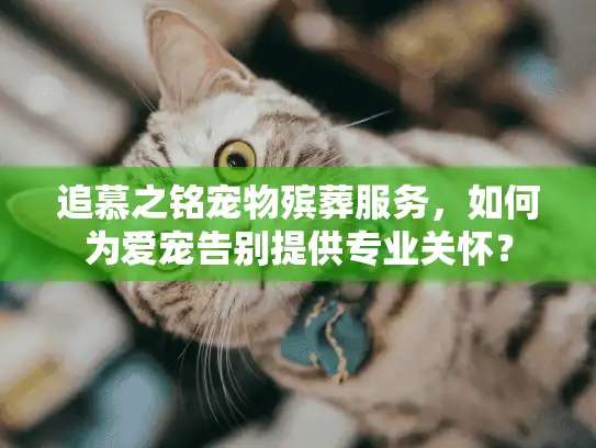 追慕之铭宠物殡葬服务，如何为爱宠告别提供专业关怀？