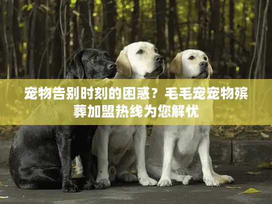 宠物告别时刻的困惑？毛毛宠宠物殡葬加盟热线为您解忧