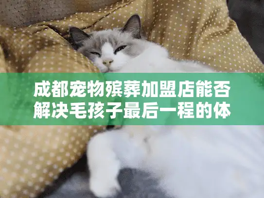 成都宠物殡葬加盟店能否解决毛孩子最后一程的体面告别?