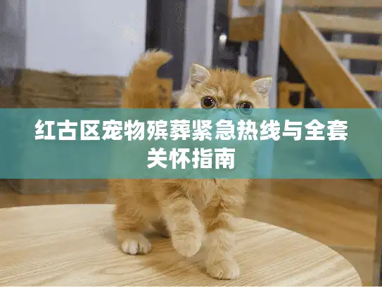红古区宠物殡葬紧急热线与全套关怀指南