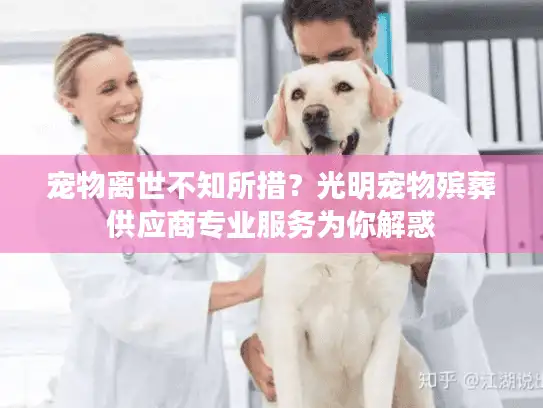 宠物离世不知所措？光明宠物殡葬供应商专业服务为你解惑