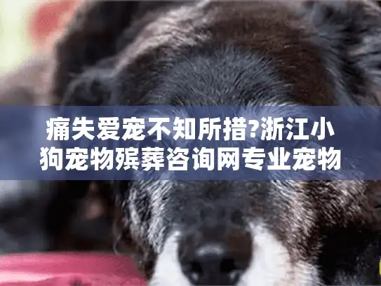 痛失爱宠不知所措?浙江小狗宠物殡葬咨询网专业宠物告别仪式指南