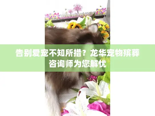 告别爱宠不知所措？龙华宠物殡葬咨询师为您解忧