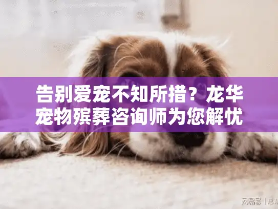 告别爱宠不知所措？龙华宠物殡葬咨询师为您解忧