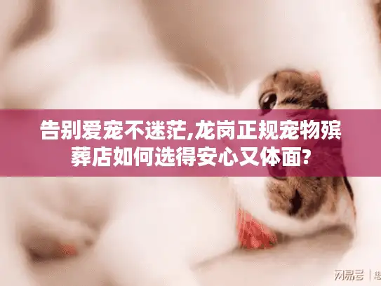 告别爱宠不迷茫,龙岗正规宠物殡葬店如何选得安心又体面?