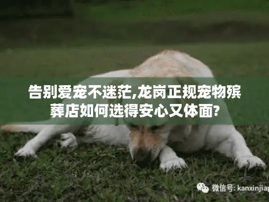 告别爱宠不迷茫,龙岗正规宠物殡葬店如何选得安心又体面?