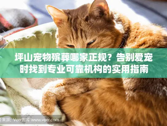 坪山宠物殡葬哪家正规？告别爱宠时找到专业可靠机构的实用指南