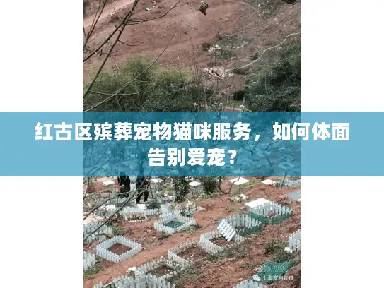红古区殡葬宠物猫咪服务，如何体面告别爱宠？