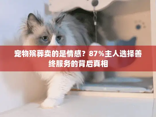 宠物殡葬卖的是情感？87%主人选择善终服务的背后真相