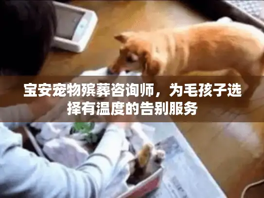 宝安宠物殡葬咨询师，为毛孩子选择有温度的告别服务