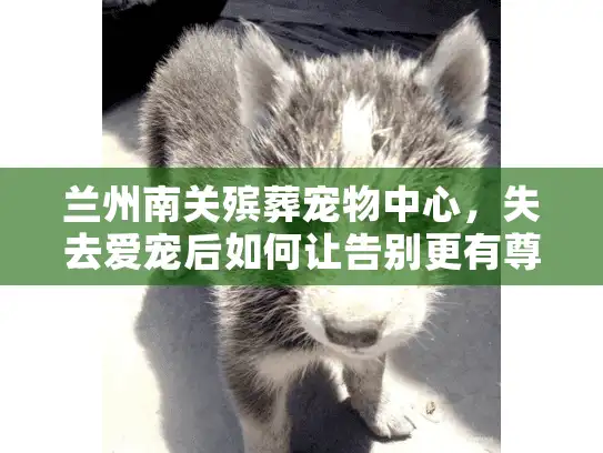 兰州南关殡葬宠物中心，失去爱宠后如何让告别更有尊严？