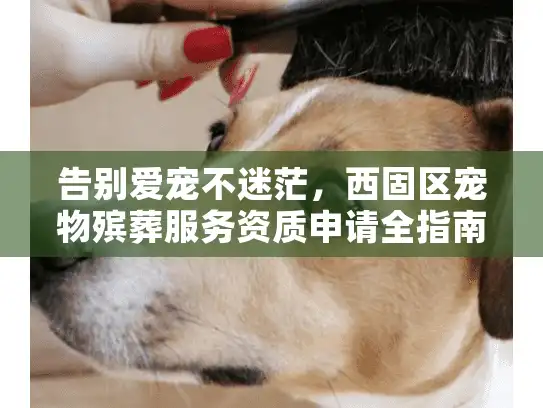 告别爱宠不迷茫，西固区宠物殡葬服务资质申请全指南