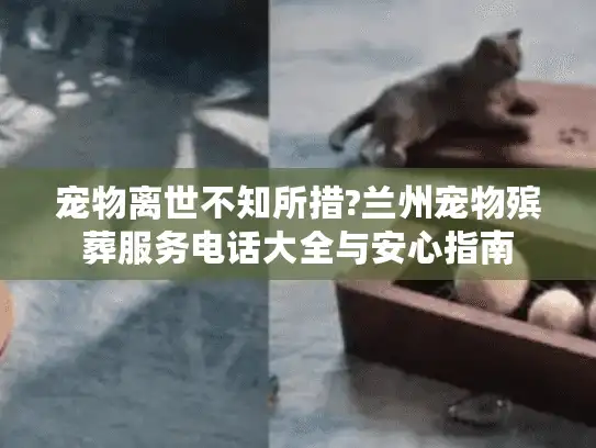 宠物离世不知所措?兰州宠物殡葬服务电话大全与安心指南