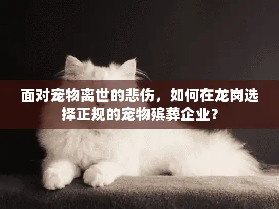 面对宠物离世的悲伤，如何在龙岗选择正规的宠物殡葬企业？