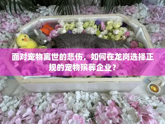 面对宠物离世的悲伤，如何在龙岗选择正规的宠物殡葬企业？