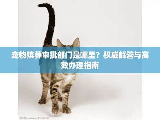 宠物殡葬审批部门是哪里？权威解答与高效办理指南