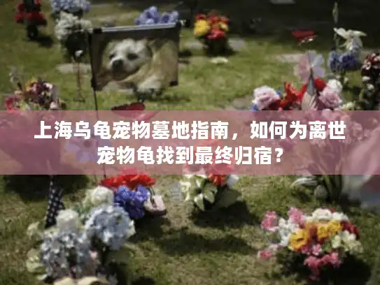 上海乌龟宠物墓地指南，如何为离世宠物龟找到最终归宿？