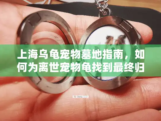 上海乌龟宠物墓地指南，如何为离世宠物龟找到最终归宿？