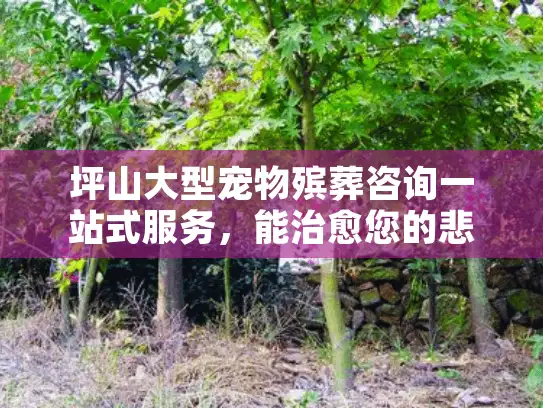 坪山大型宠物殡葬咨询一站式服务，能治愈您的悲伤吗？