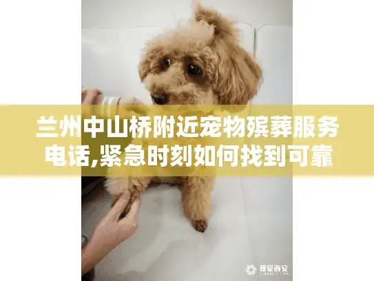 兰州中山桥附近宠物殡葬服务电话,紧急时刻如何找到可靠帮助?