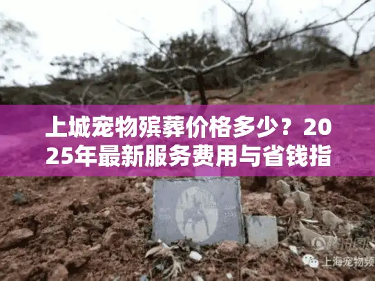上城宠物殡葬价格多少？2025年最新服务费用与省钱指南