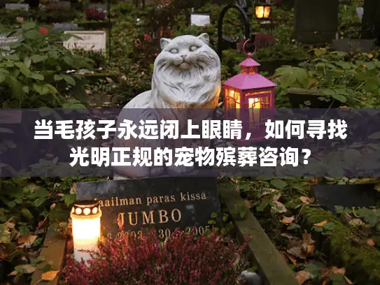 当毛孩子永远闭上眼睛，如何寻找光明正规的宠物殡葬咨询？