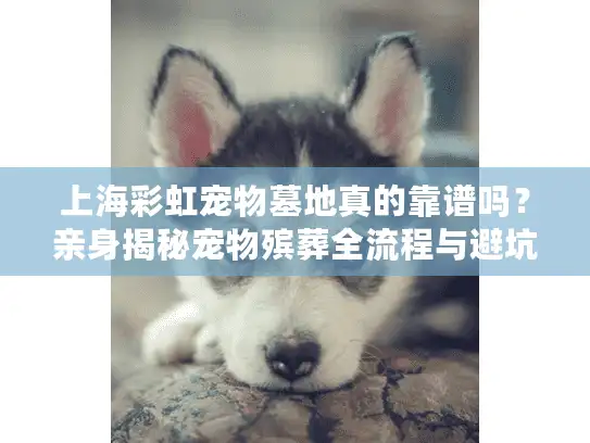 上海彩虹宠物墓地真的靠谱吗？亲身揭秘宠物殡葬全流程与避坑指南