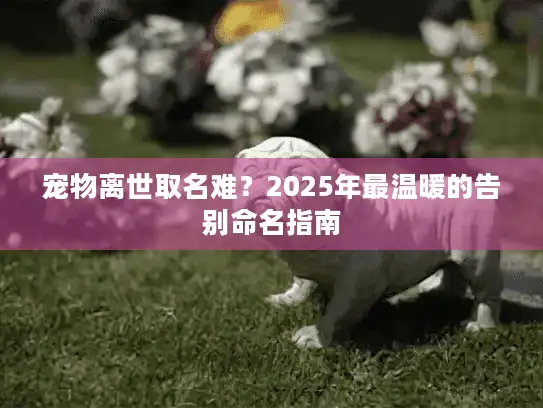 宠物离世取名难？2025年最温暖的告别命名指南
