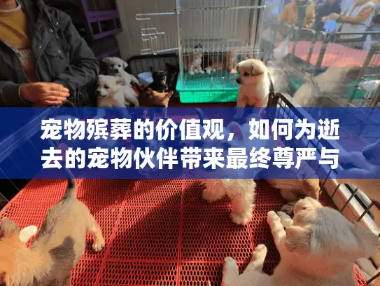 宠物殡葬的价值观，如何为逝去的宠物伙伴带来最终尊严与慰藉？