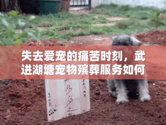 失去爱宠的痛苦时刻，武进湖塘宠物殡葬服务如何为您提供温暖告别？