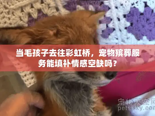当毛孩子去往彩虹桥，宠物殡葬服务能填补情感空缺吗？
