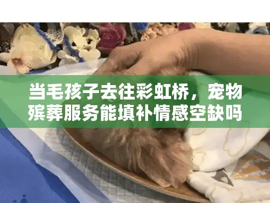 当毛孩子去往彩虹桥，宠物殡葬服务能填补情感空缺吗？
