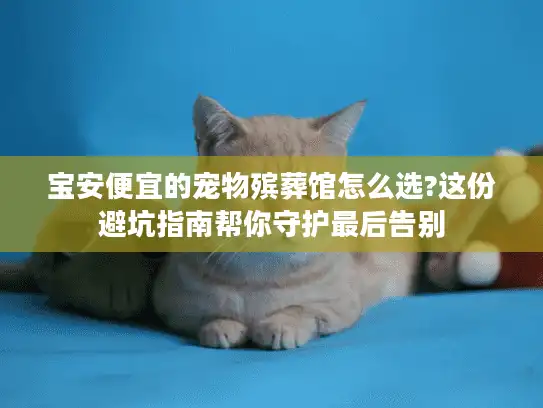 宝安便宜的宠物殡葬馆怎么选?这份避坑指南帮你守护最后告别