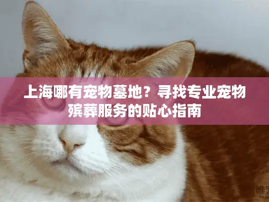 上海哪有宠物墓地？寻找专业宠物殡葬服务的贴心指南