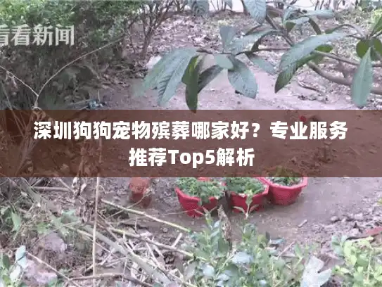 深圳狗狗宠物殡葬哪家好？专业服务推荐Top5解析