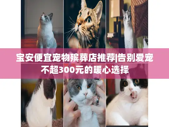 宝安便宜宠物殡葬店推荐|告别爱宠不超300元的暖心选择