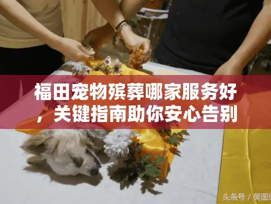 福田宠物殡葬哪家服务好，关键指南助你安心告别